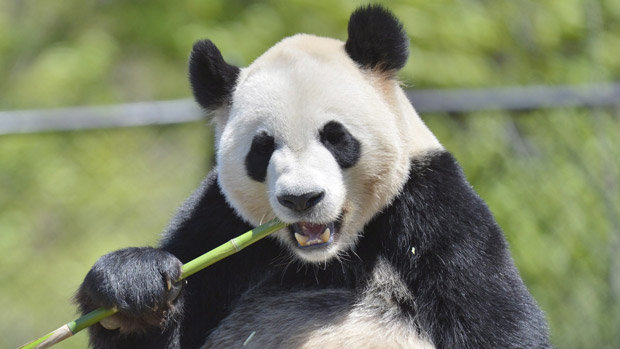 images_News_Canada_li-620-da-mao-cp04439758