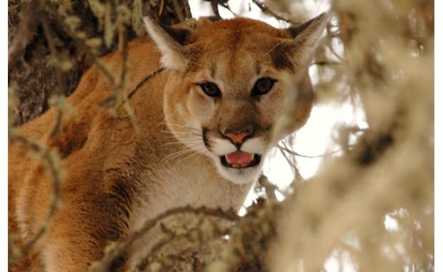 Officials Close Part of Banff Townsite after Second Cougar Sighting