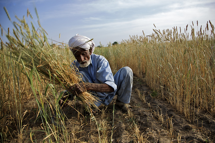 images_News_Pakistan_Farm