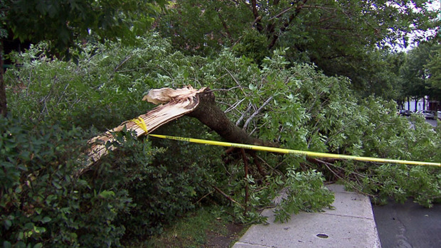 images_News_Canada_hi-tree-down-montreal-852-8col