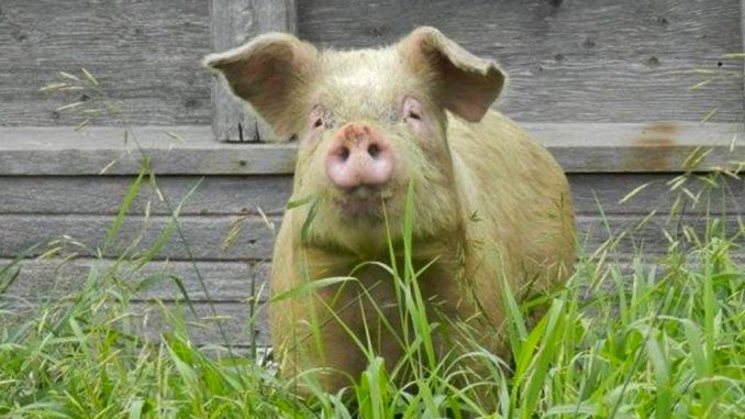 images_News_Canada_pig