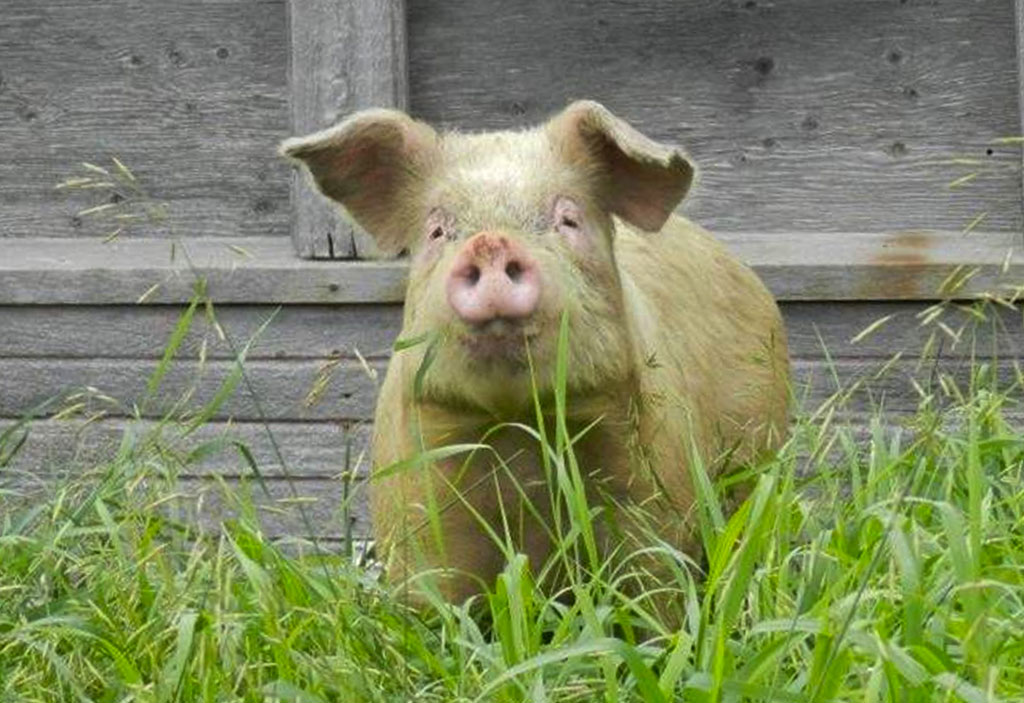 images_News_Canada_pig