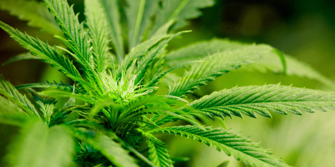 images_News_Canada_marijuana_copy