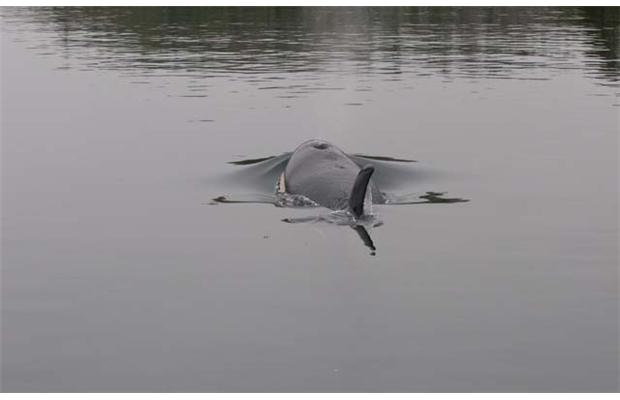 images_News_Canada_whalte