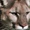 B.C. Women Attacked by Cougar Now Rests in Hospital