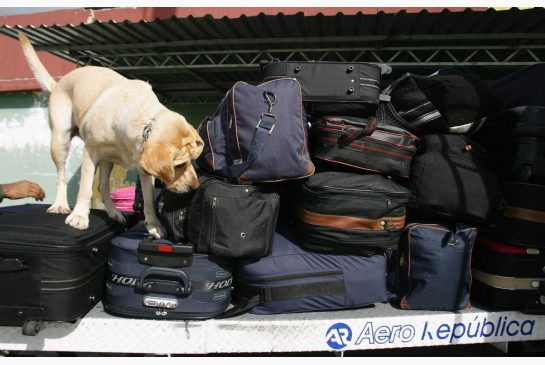 images_News_Canada_sniffer_dog.jpg.size.xxlarge.letterbox