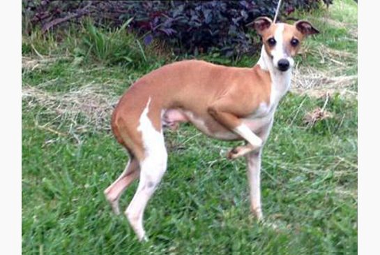images_News_Canada_larry_the_greyhound_dog.jpg.size.xxlarge.letterbox