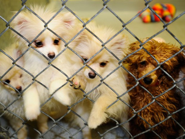 images_News_Canada_puppymill4kai