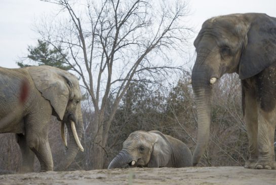 images_News_Canada_toronto_zoo_elephants.jpg.size.xxlarge.promo