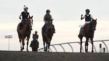 images_News_Canada_web-ont-horses10nw1