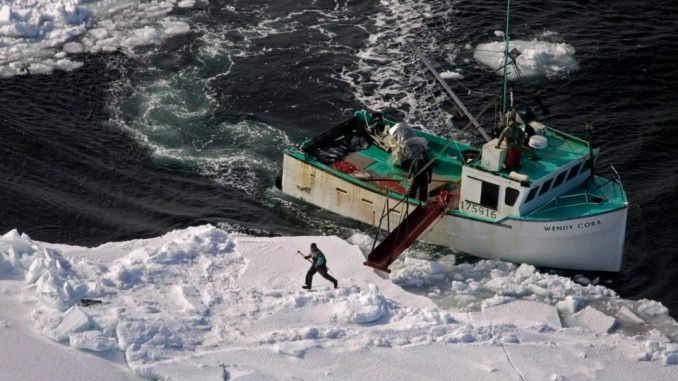 Canada to Challenge WTO Ruling on EU Seal Ban