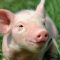Another Ontario Farm Infected by PED, Piglet Killing, Virus