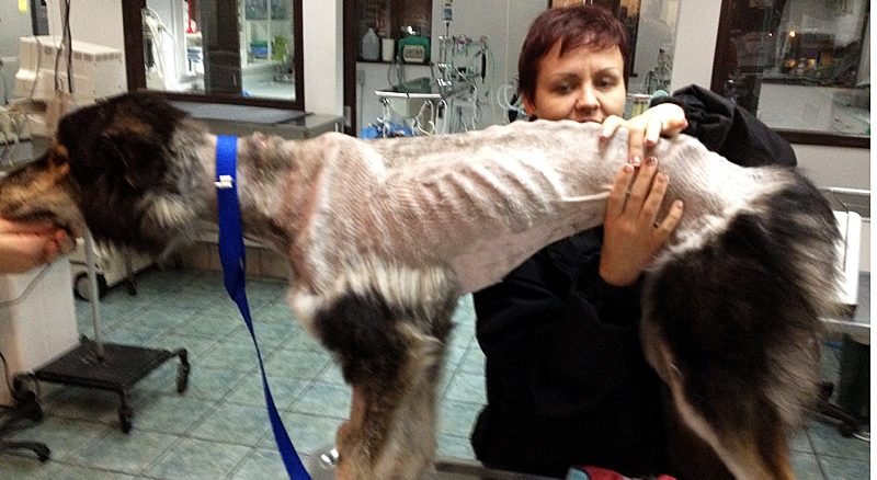 images_News_Canada_molly