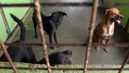 images_News_Asia_jadogs2502e