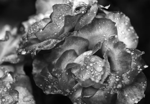 images_Whatson_Feb6-SanPedro-ScottTansey-Rose-BW-1