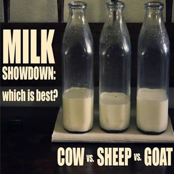 images_Lifestyle_Health_milk_showdown_cow_vs_sheep_vs_goat_which_is_best