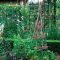 Build A Tipi For Climbing Plants