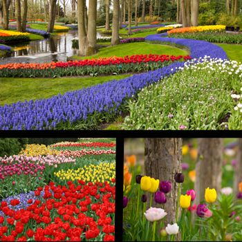 images_Lifestyle_Homes_Best_Summer_Flowers_to_Plant_in_Your_Garden