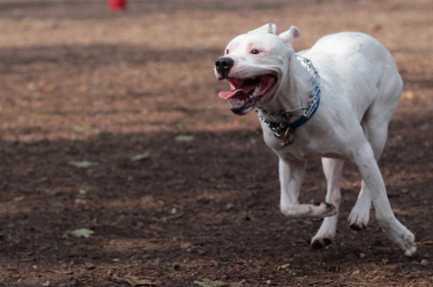 images_News_Canada_pitbull