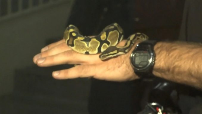 Toronto Residents Spooked After Discovering Snake in Apartment