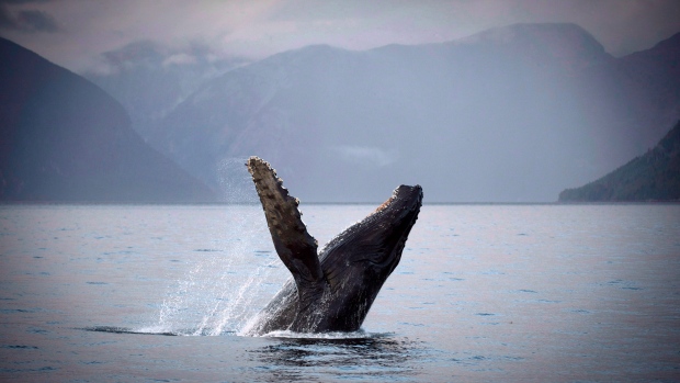 images_News_Canada_whales