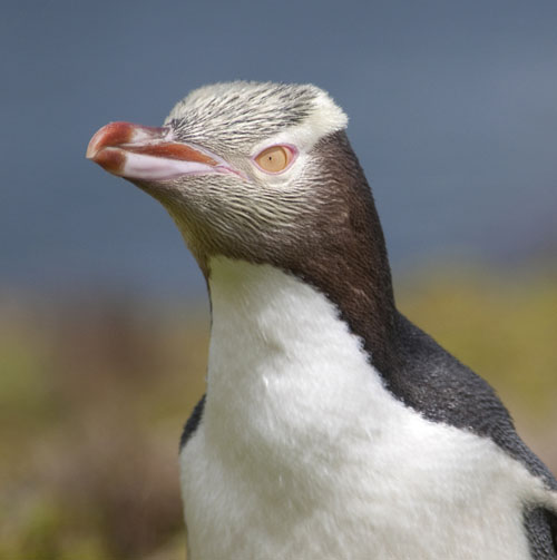 images_Whatson_lowres-April26-G2Gallery-JJ-LHuereux-Yellow-eyed-Penguin-Enderby-Island