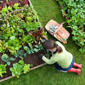 images_Lifestyle_Homes_Organic_Gardening_within_your_Home_copy