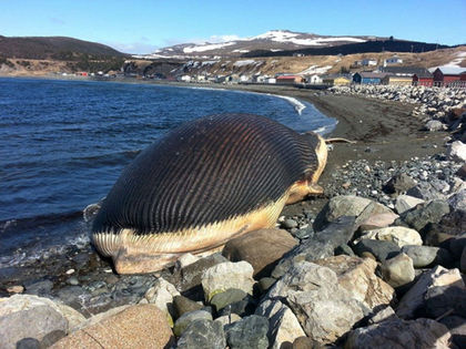 images_News_Canada_1297555473975_ORIGINAL_copy