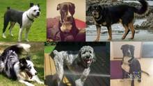 images_News_Canada_target.jpg_web_vid_stolen_dogs