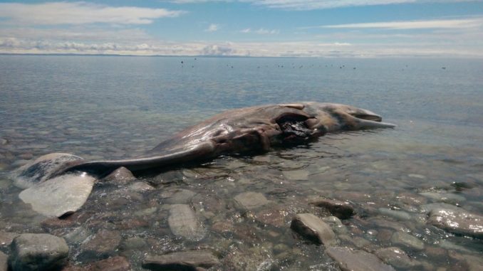 images_News_Canada_whale