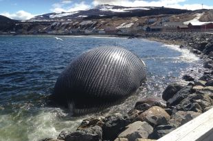 images_News_Canada_whales_copy
