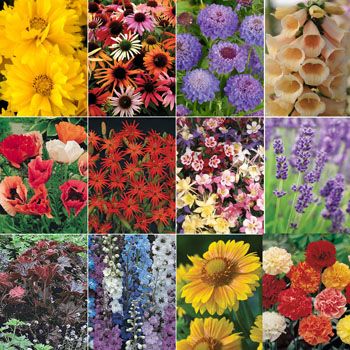 images_Lifestyle_Homes_Perennials_Collection_72plugs