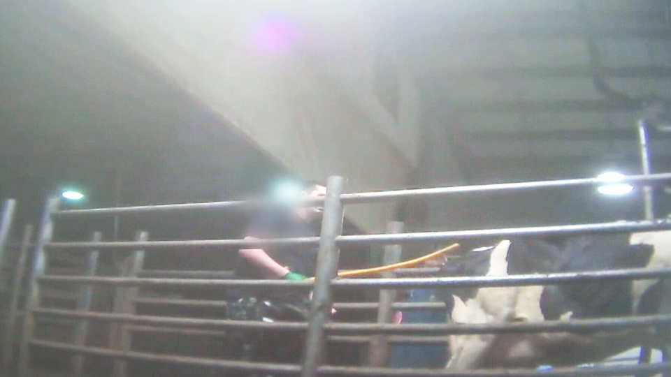 images_News_Canada_cattlefarm