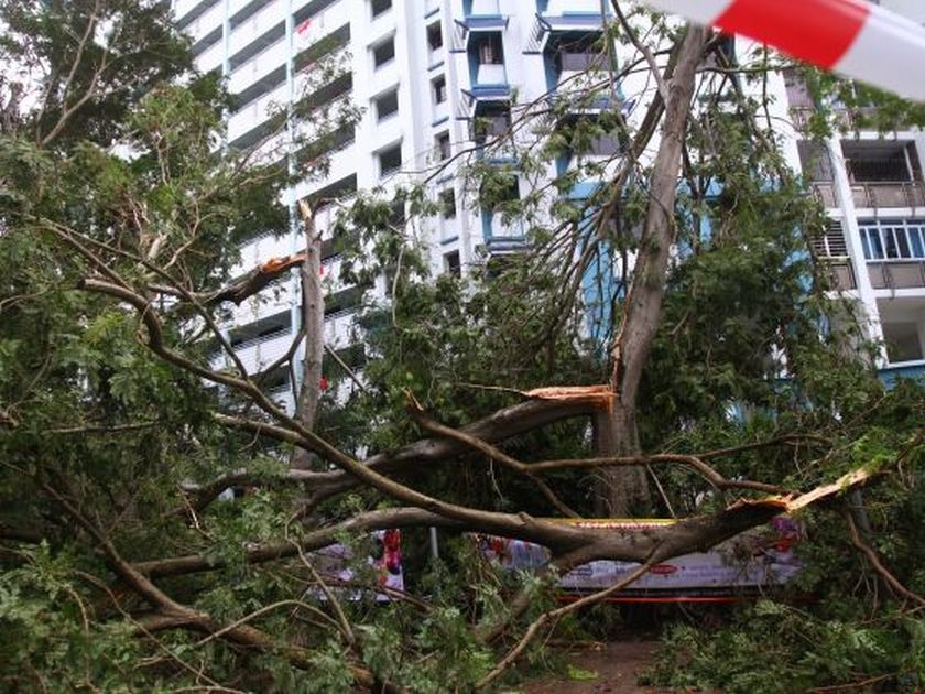 images_News_Asia_tree