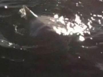 images_News_Canada_SHARK___Content