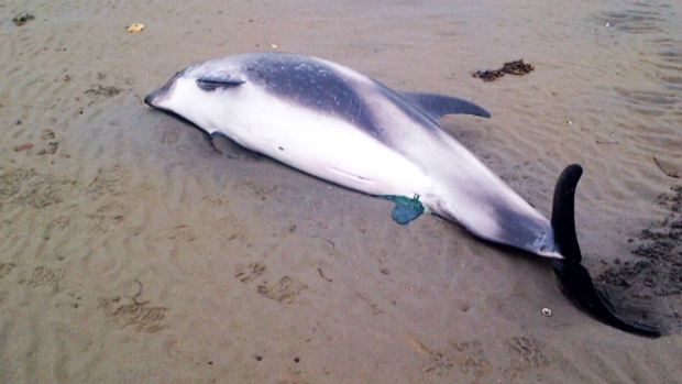 images_News_Canada_dolphines