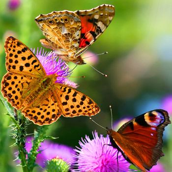 images_Lifestyle_Homes_Create_a_Butterfly_Garden
