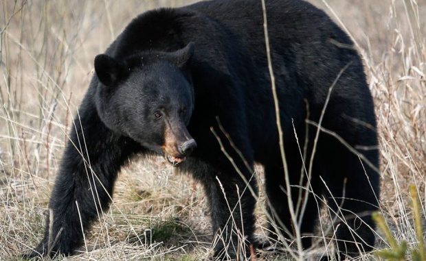 images_News_Canada_blackbear