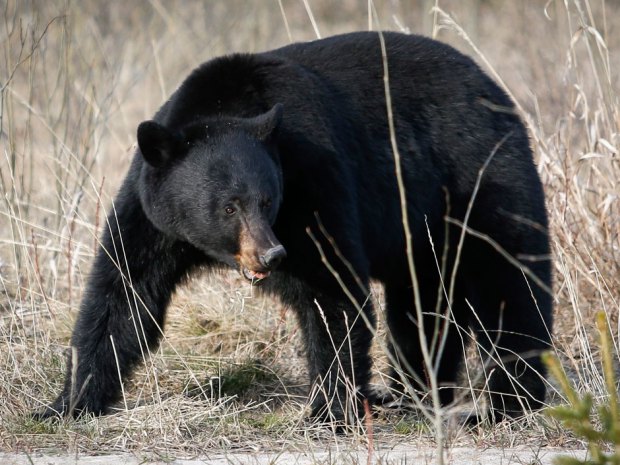 images_News_Canada_blackbear