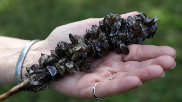 images_News_Canada_invasivemussels