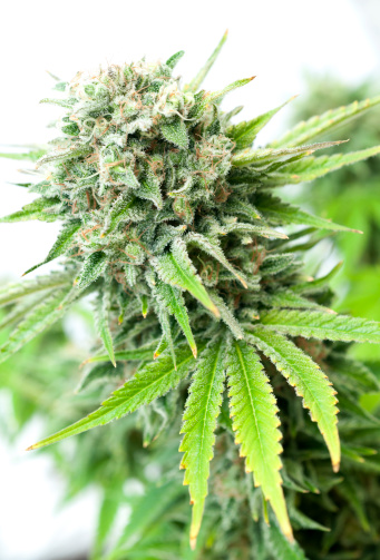images_News_Canada_marijuana_copy_copy_copy