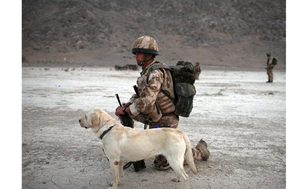 DND Seeks Dogs Outfits with Camera Systems for Operations
