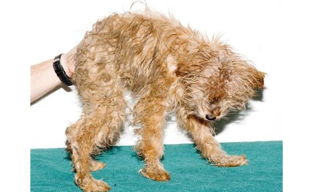 Officials Seize Cold, Starving Puppies near Ladysmith Officials Seize Cold, Starving Puppies near Ladysmith