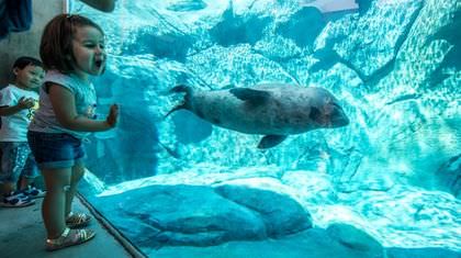 images_News_Canada_Vancouver-Aquarium-harbour-seal-dies-after-getting-caught-in-drain_copy