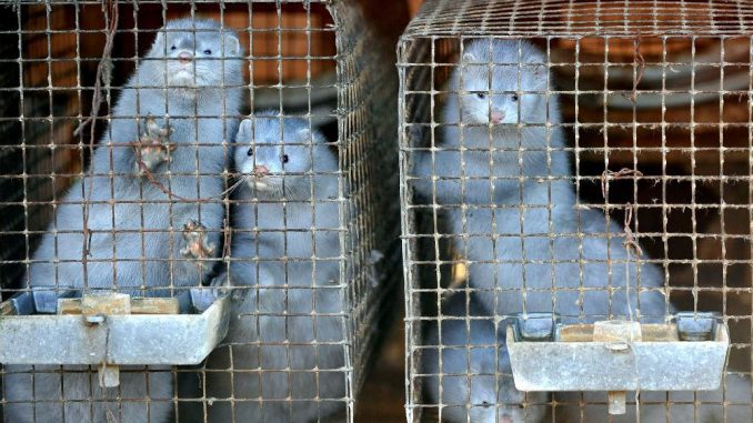 SPCA Charges Fur Farmer with Animal Cruelty