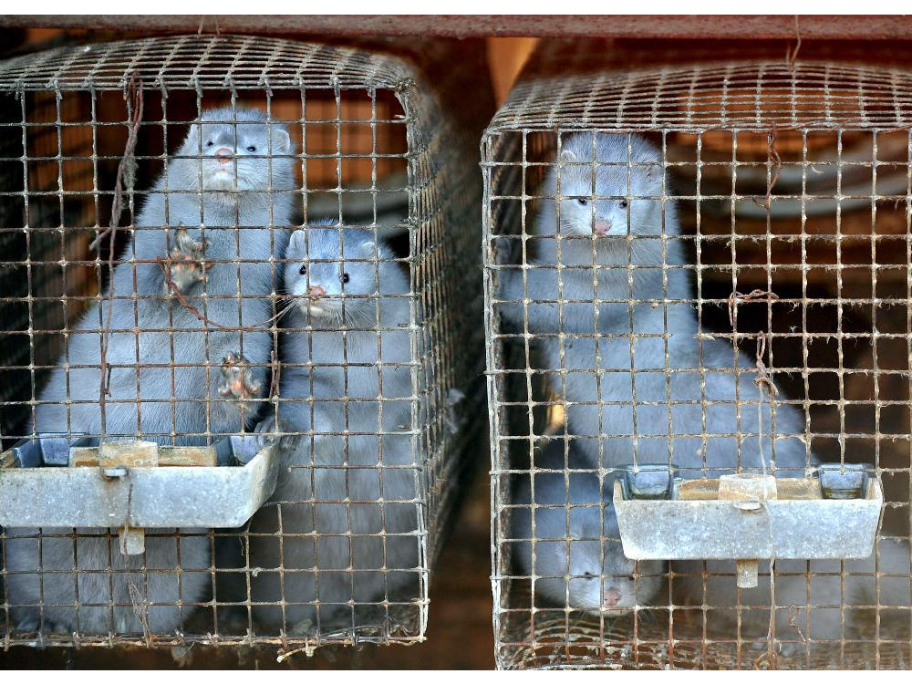images_News_Canada_minks-peer-out-of-their-cages-at-a-pelt