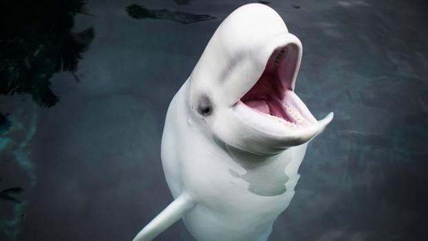 images_News_Canada_web-bc-aquarium25nw1