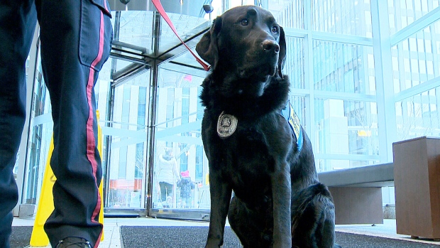 images_News_Canada_hawk-dog