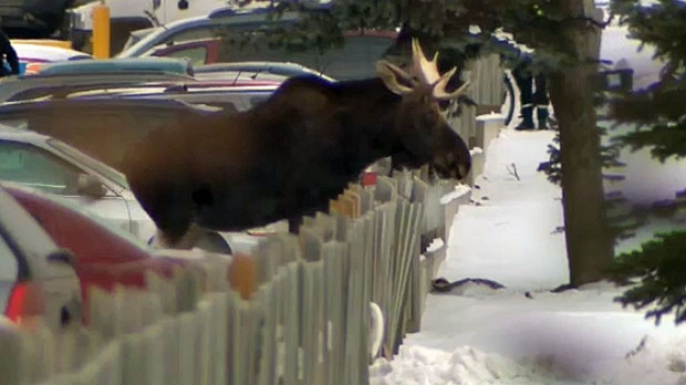 images_News_Canada_moose-calgary