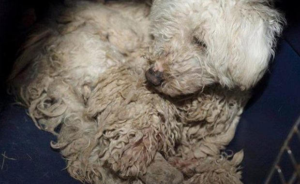 Alberta SPCA Rescues 201 Dogs in Distress from Alberta property Alberta SPCA Rescues 201 Dogs in Distress from Alberta property